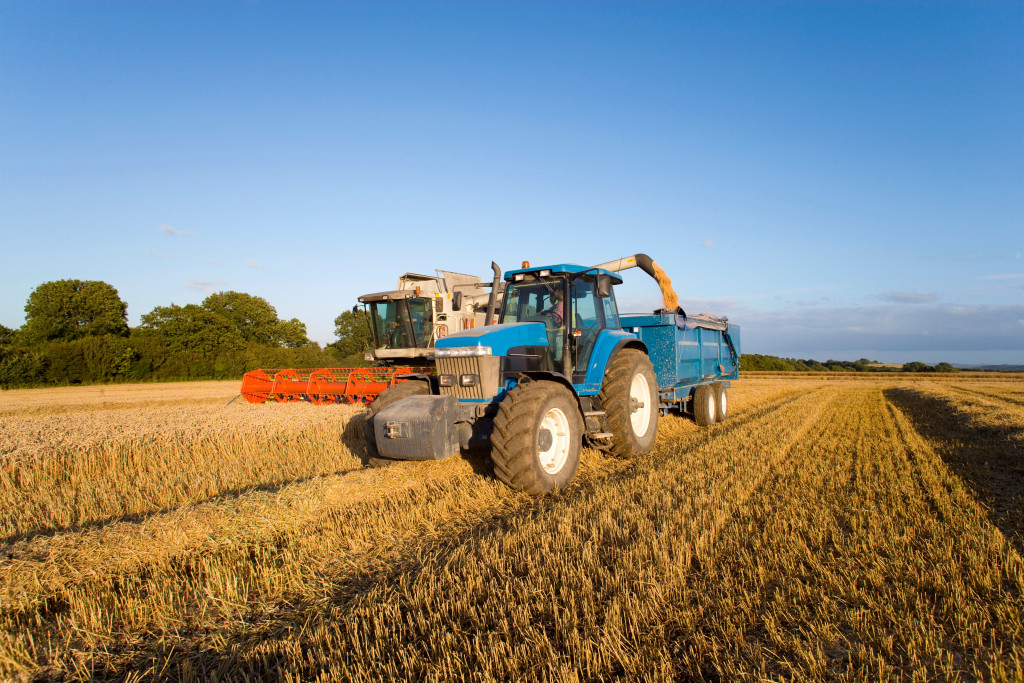 A harvester and a tractor harvesting in a wheat farm