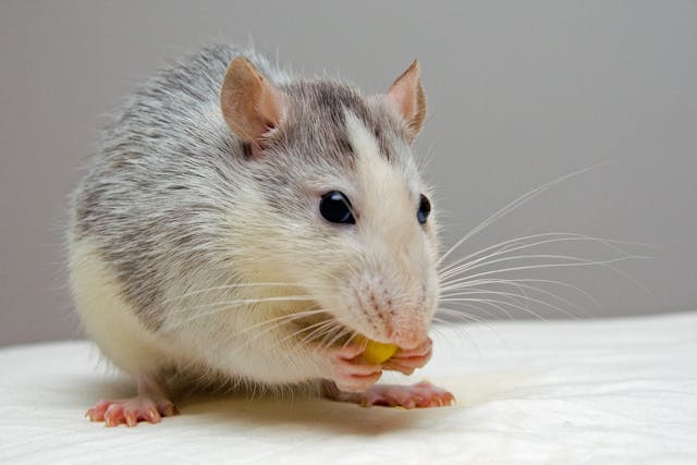 How to Implement Effective Rodent Control Strategies: A Comprehensive Guide